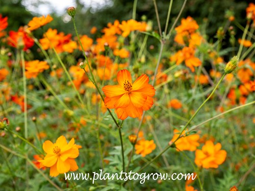 Mona's Orange Cosmos